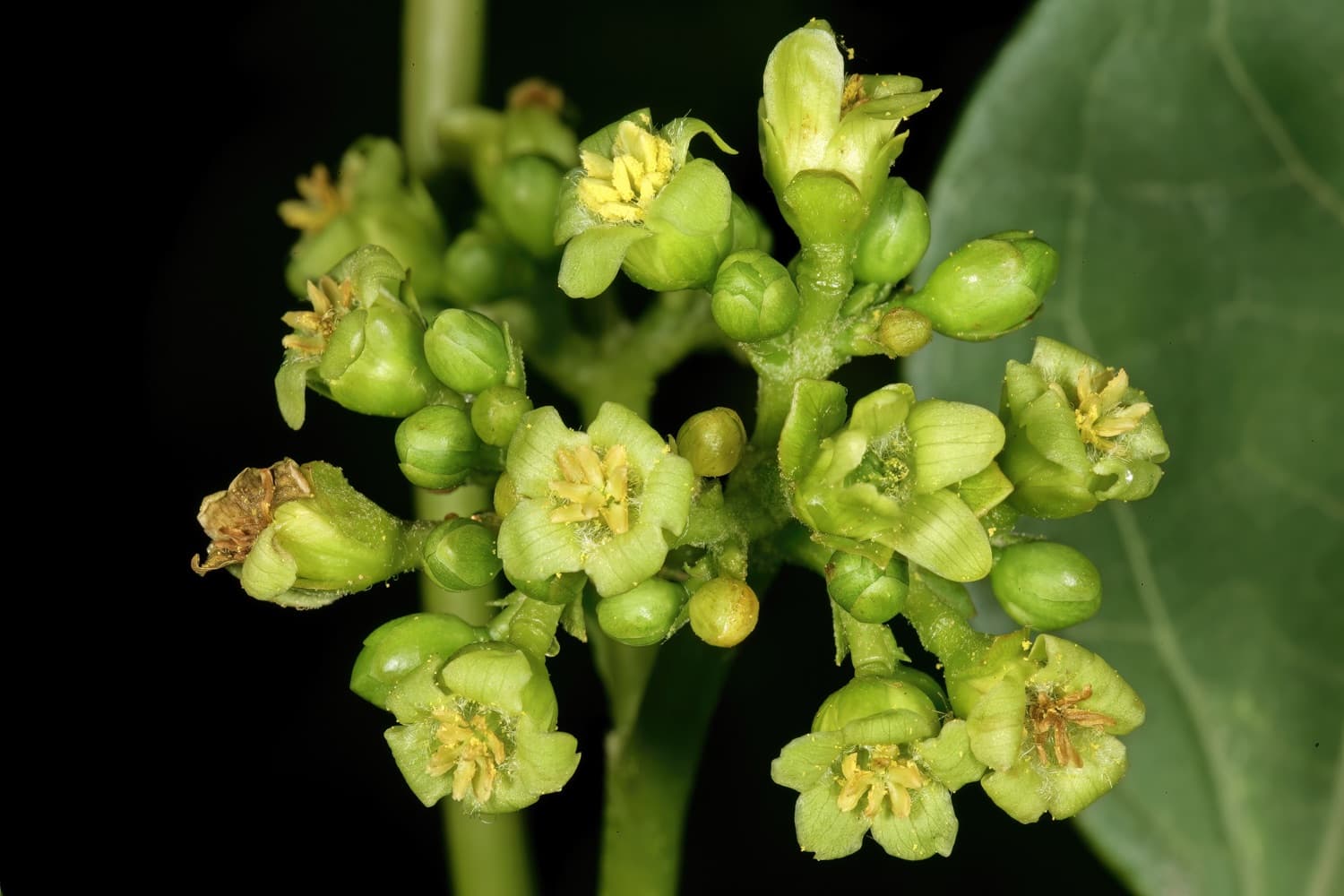 Jatropha (Jatropha curcas)