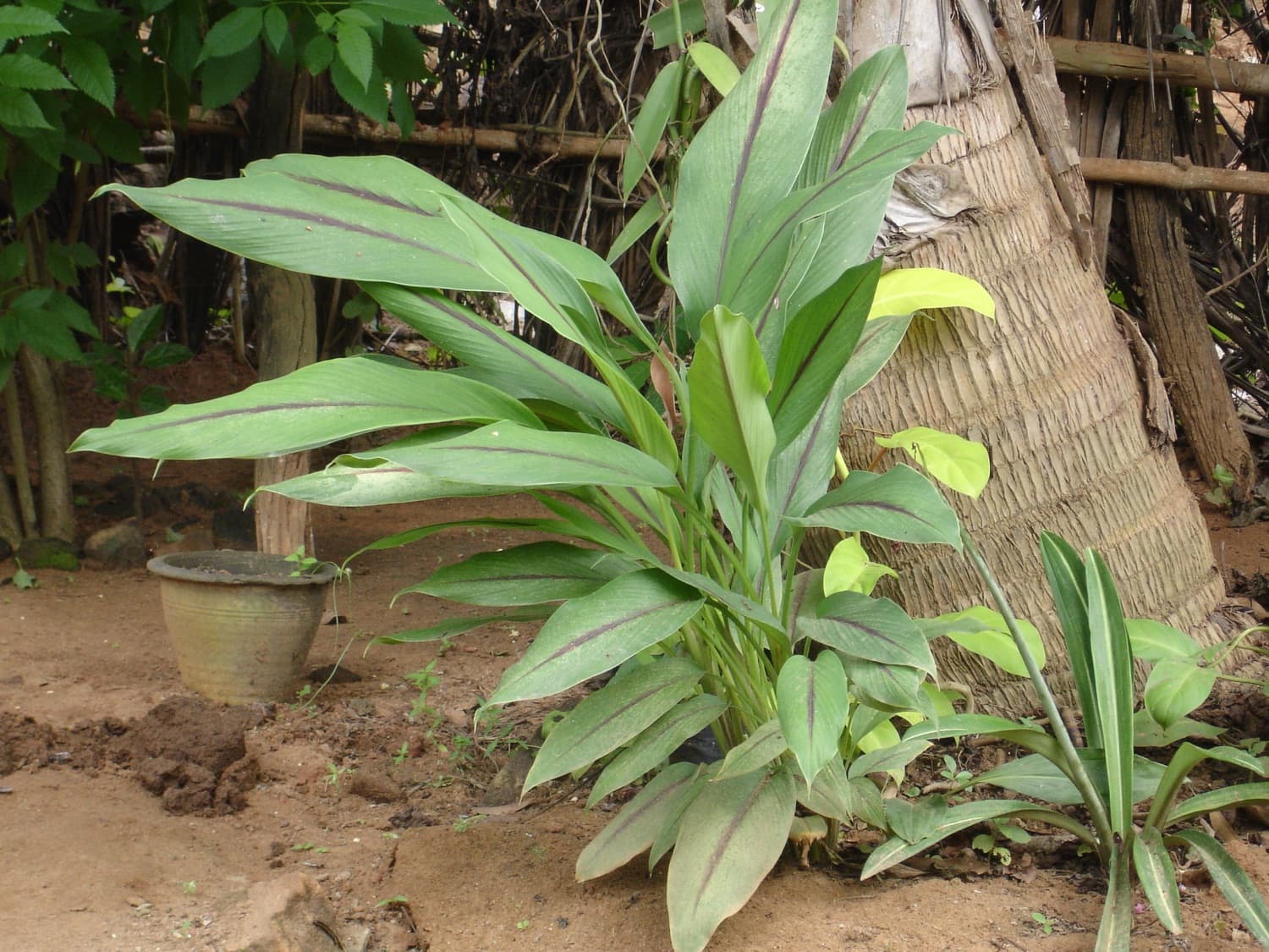 Kalo Besar (Curcuma caesia — black turmeric)