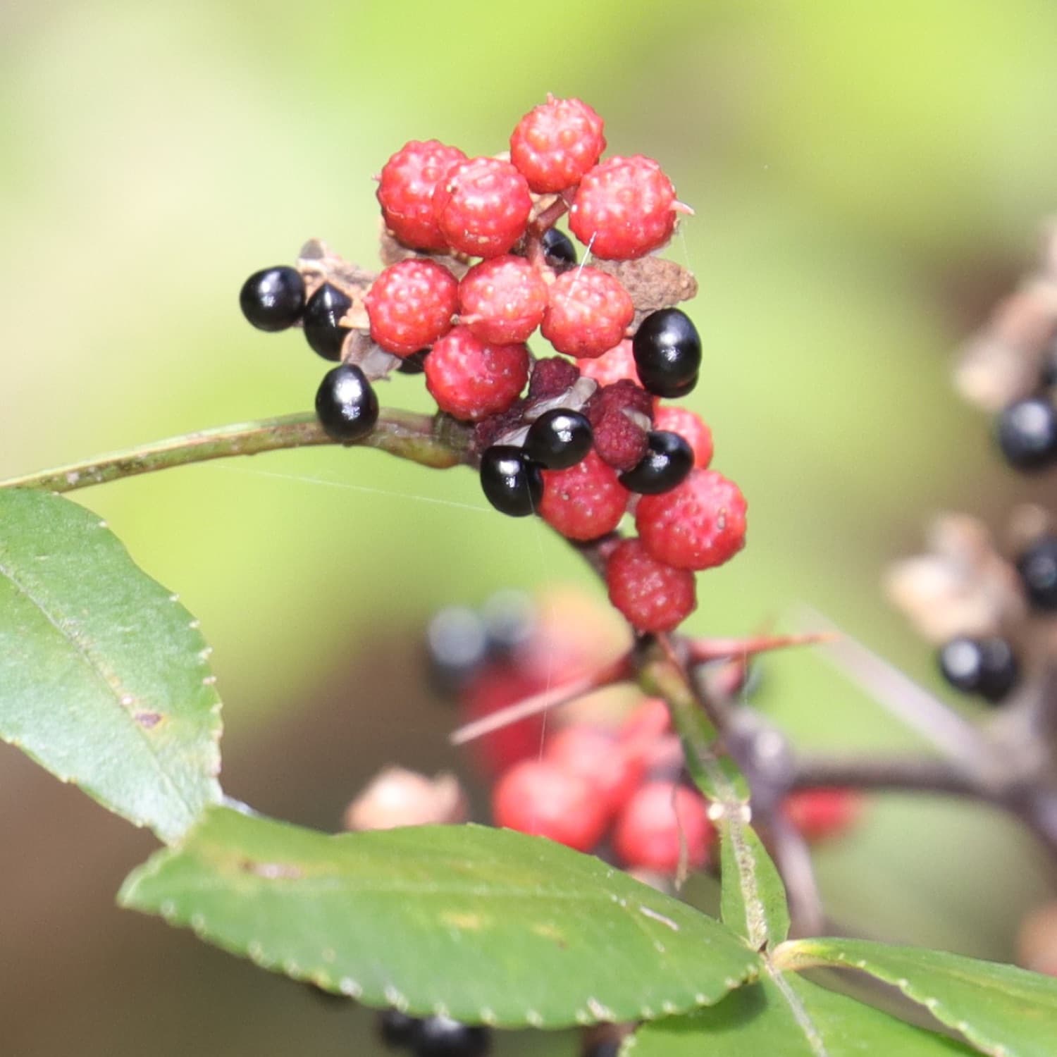 Timur Oil (Zanthoxylum armatum)