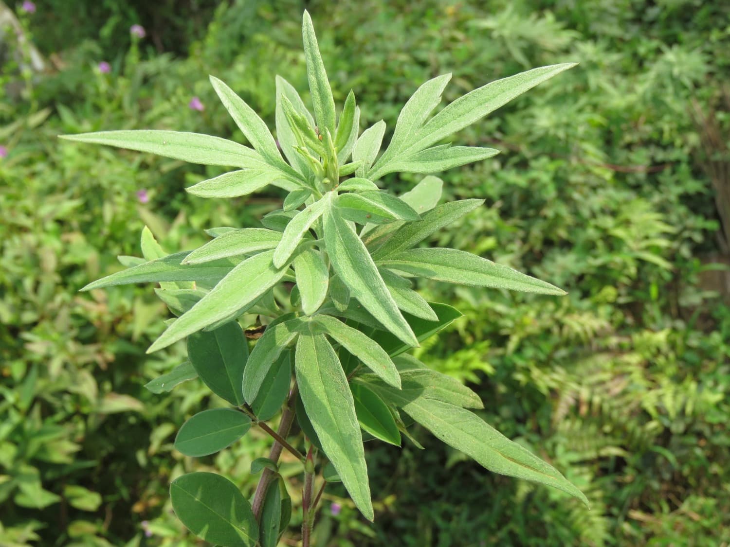 Titepati Oil (Artemisia spp. — mugwort)