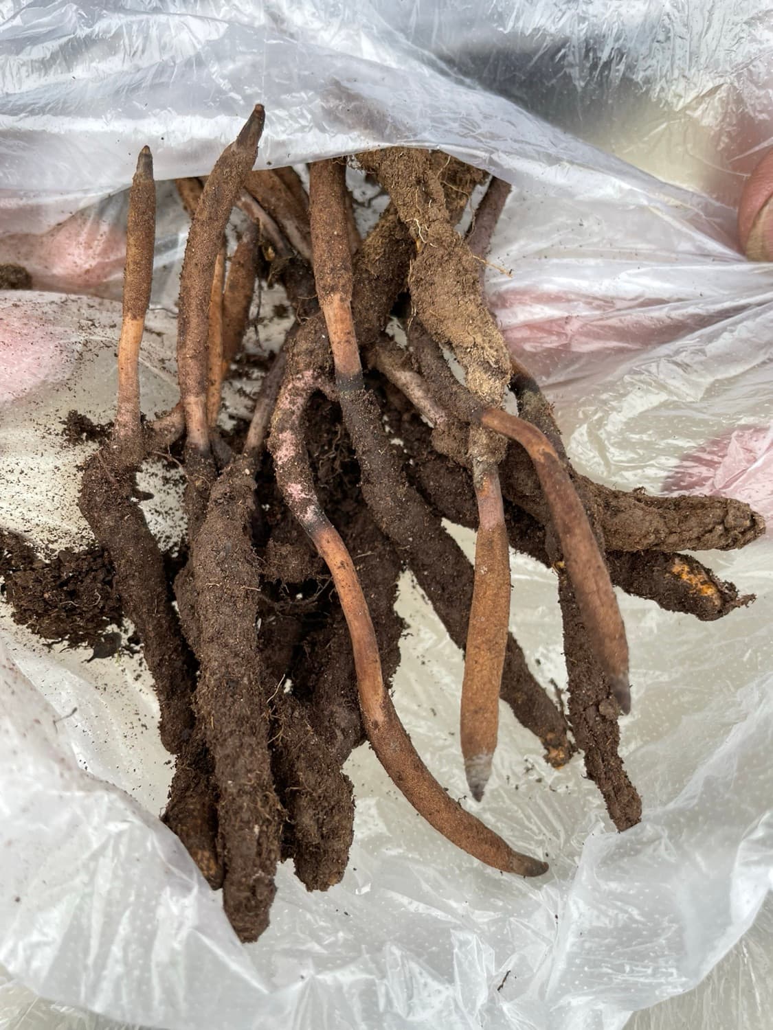 Yarsagumba (Ophiocordyceps sinensis)