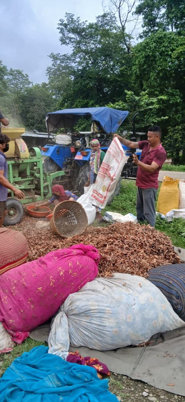 Weighing and bagging dried Timur at the collection yard