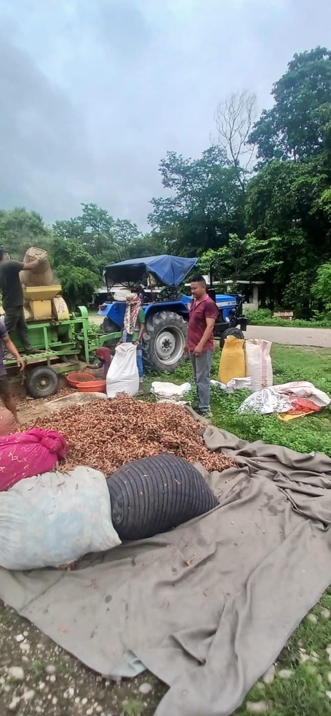 Threshing and cleaning Timur husk with growers in the field